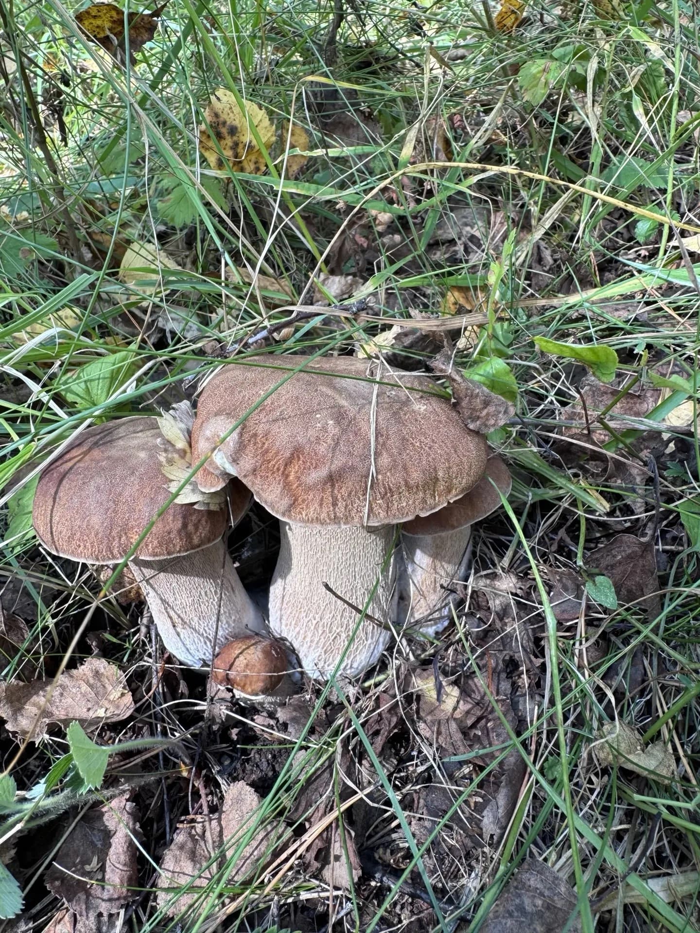 грибы_05.09.