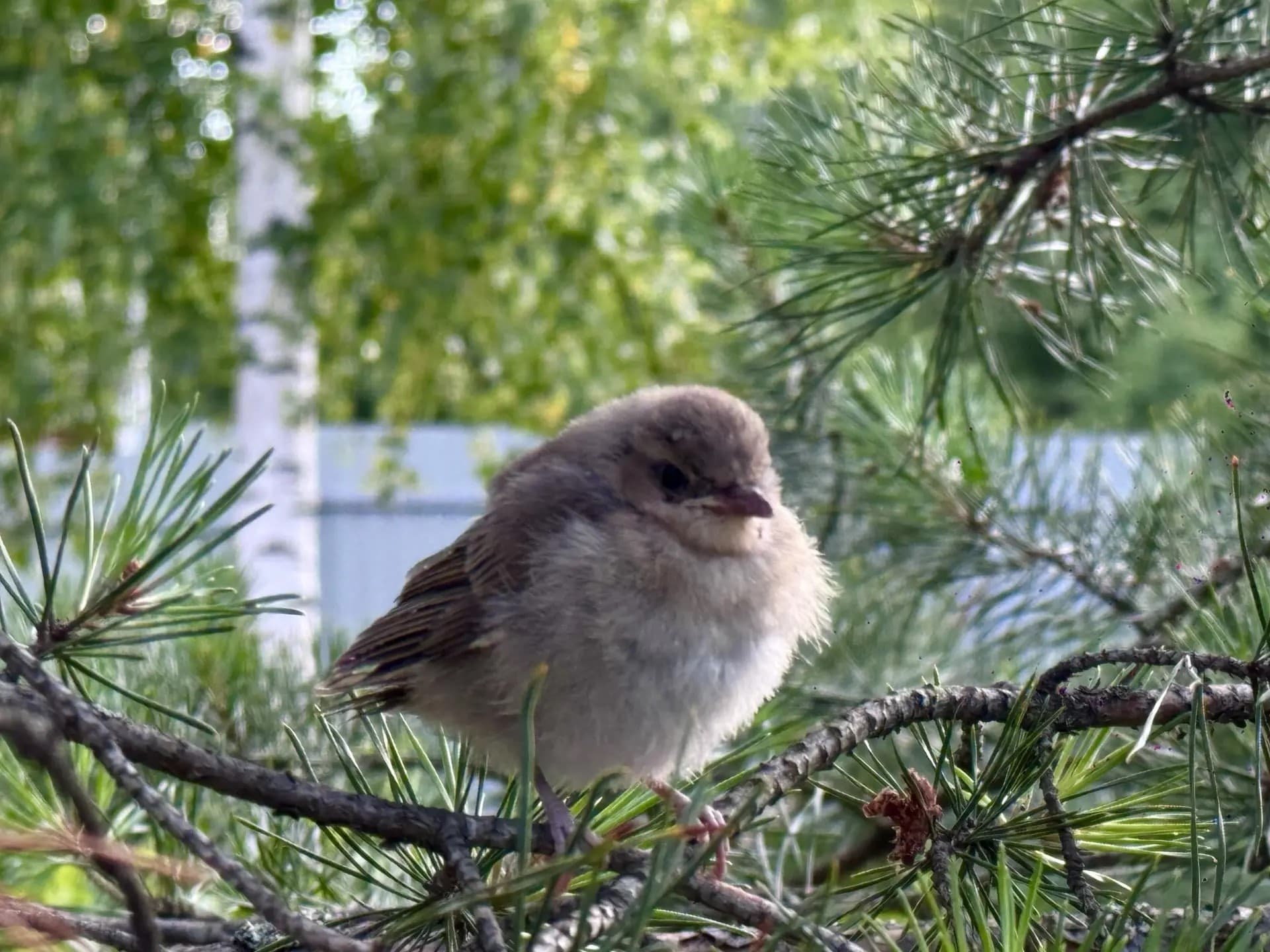 птенец 2